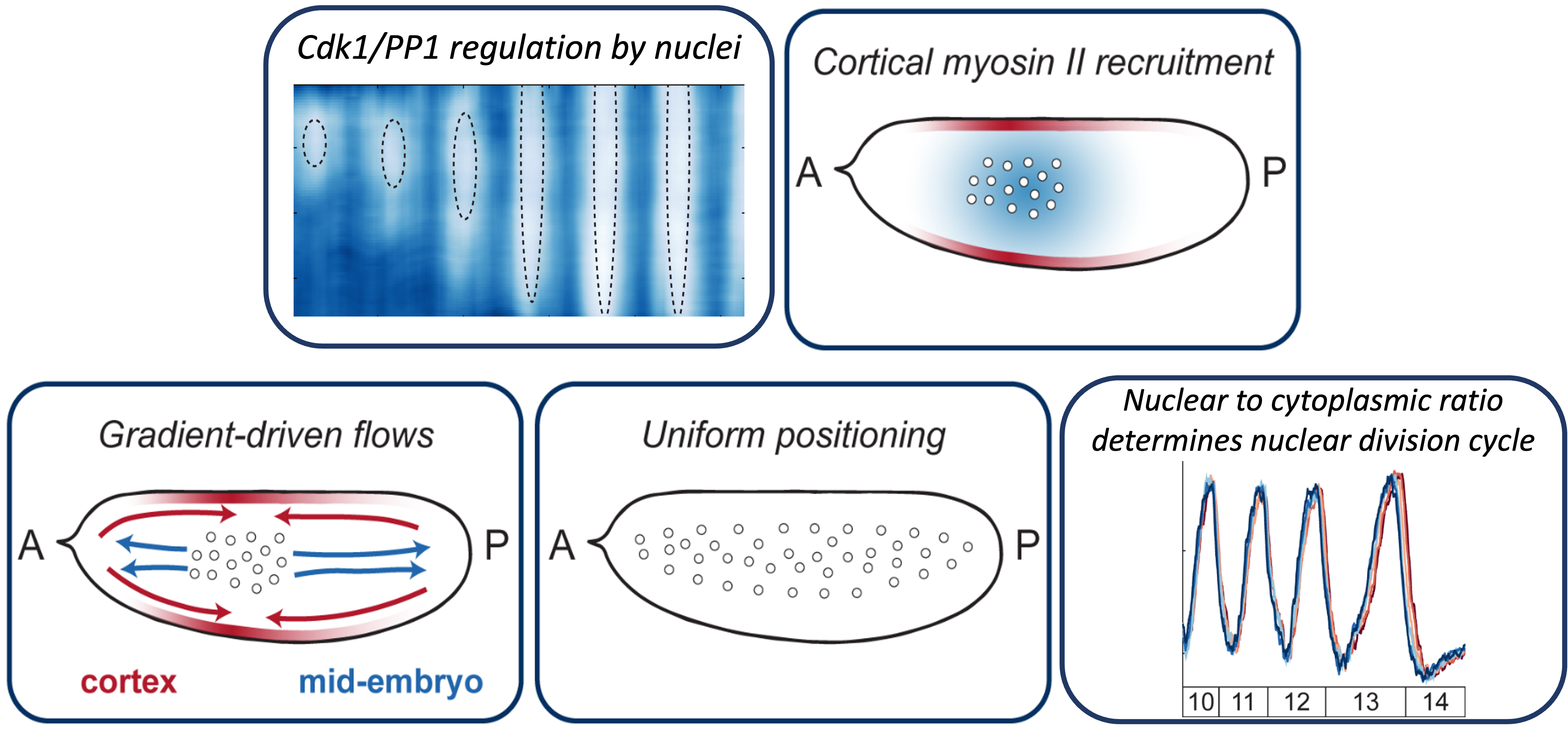 Drosophila Embryo Cell Cycle Synchronization